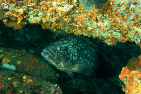 A Epinephelus marginatus | Cernia bruna