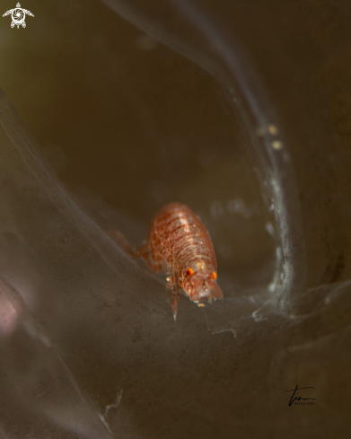 A Vibilia sp. | Hyperiid amphipod