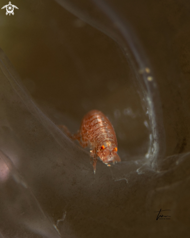 A Hyperiid amphipod