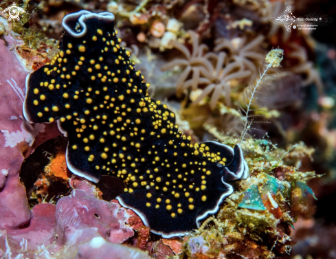 A Thysanozoon nigropapillosum (Hyman, 1959)  | Flatworm