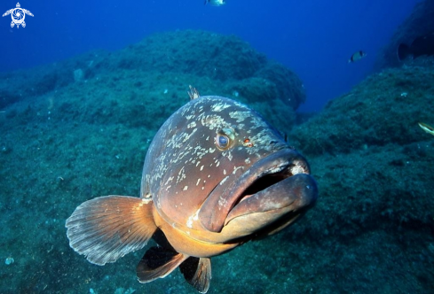 A Epinephelus marginatus | Cernia bruna