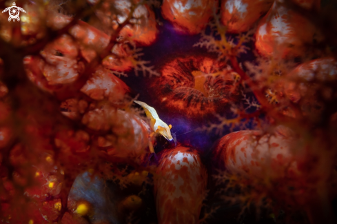 A Zenopontonia rex | Emperor shrimp