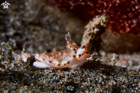 A NUDIBRANCH