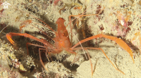 A stenopuos spinosus | Gambero meccanico