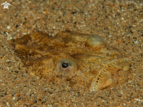 A Uranoscopus scaber | Atlantic Stargazer