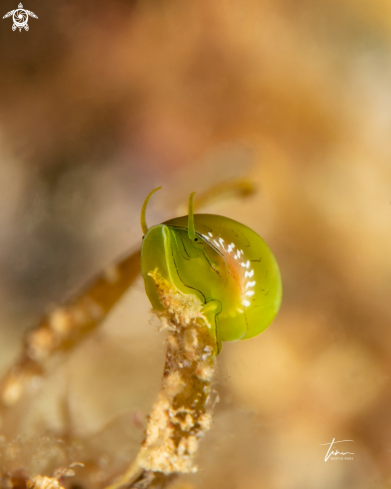 A Smaragdia viridis | Emerald Nerite