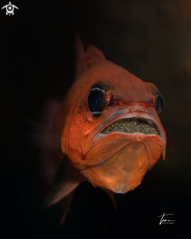 A Red Cardinal fish