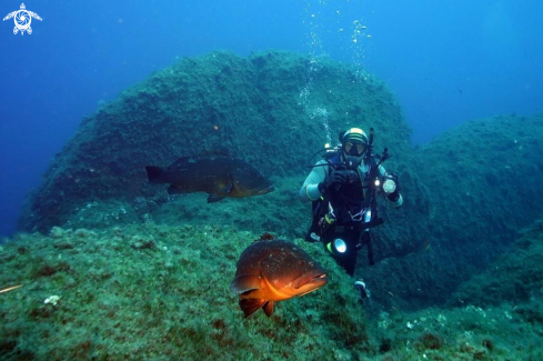 A Epinephelus marginatus | Cernia bruna