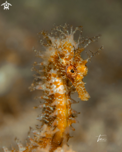 A Hippocampus guttulatus | Seahorse