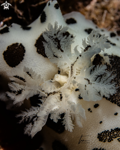 A Peltodoris atromaculata