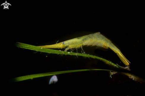 A Tozeuma lanceolatum | Sawblade shrimp