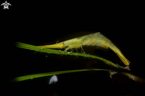 A Sawblade shrimp