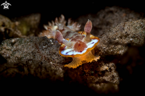 A Hexabranchus sanguineus | Spanish dancer