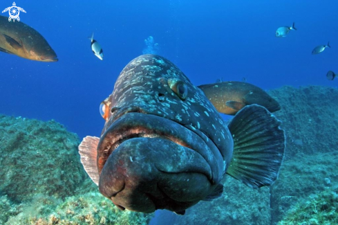 A Epinephelus marginatus | Cernia bruna