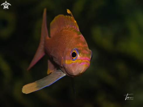 A Anthias anthias | Fairy Basslet