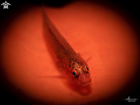 A Whip Coral Goby