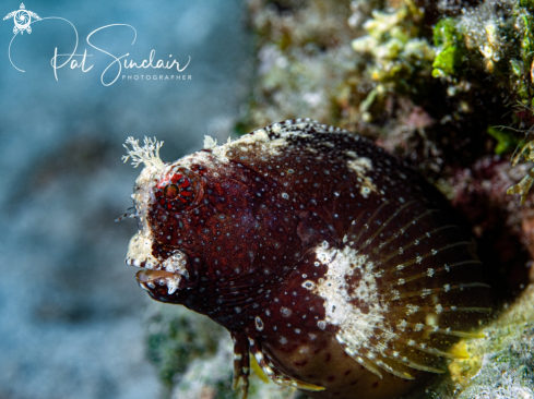 Starry Blenny