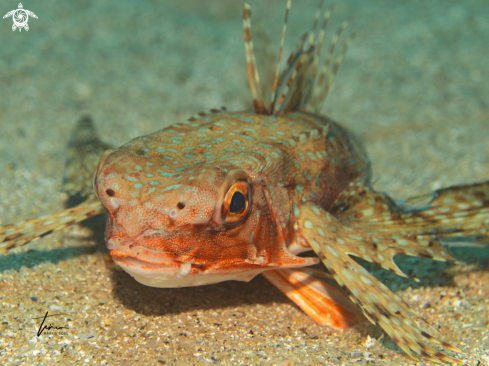 A Flying Gurnard