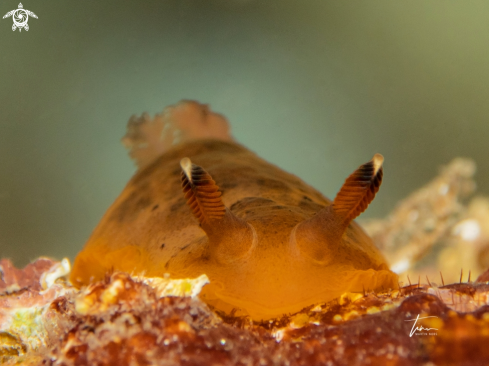 A Dendrodoris limbata | Dendrodoris limbata