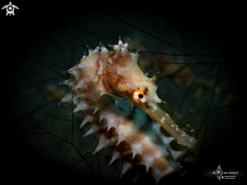 A Thorny Seahorse