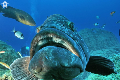 A Epinephelus marginatus | Cernia bruna