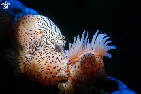 A Leopard Anemone Shrimp