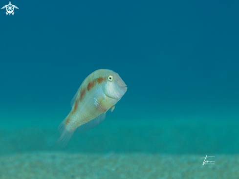 A Xyrichtys novacula | Pearly Razorfish