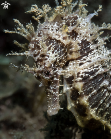 A Hippocampus guttulatus | Long snout Seahorse