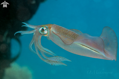 A Bigfin Reef Squid (Sepioteuthis lessoniana)