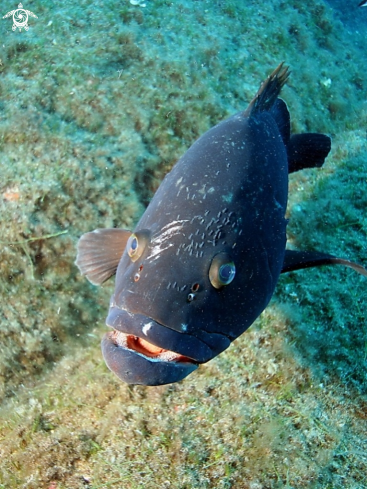 A Epinephelus marginatus | Cernia bruna