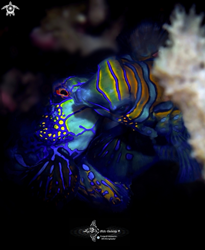 A Mandarin Fish 