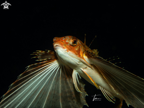 A Dactylopterus volitans | Flying Gurnard