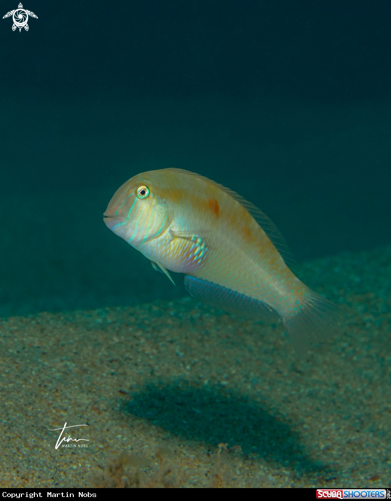 A Pearly Razorfish