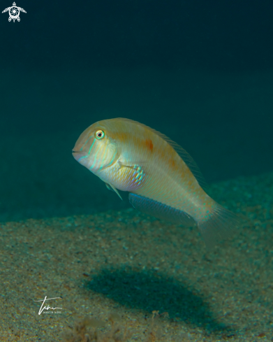 A Xyrichtys novacula | Pearly Razorfish