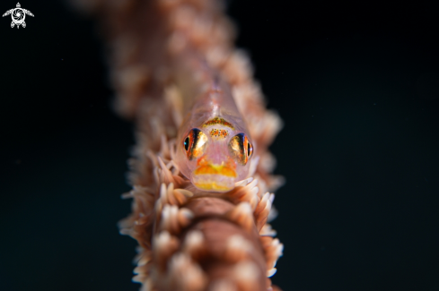 Whip coral goby