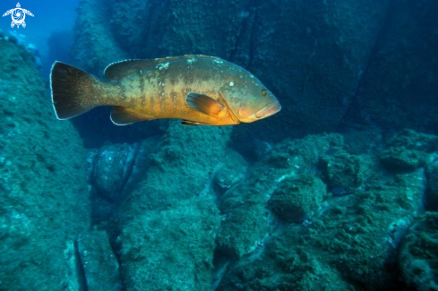 A Epinephelus marginatus | Cernia bruna