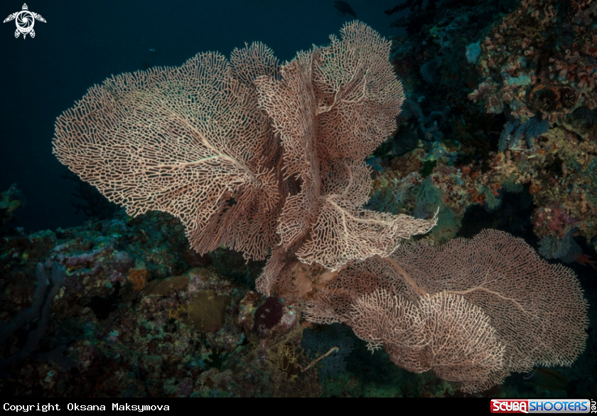 A Beautiful Gorgonian (Sea Fan)