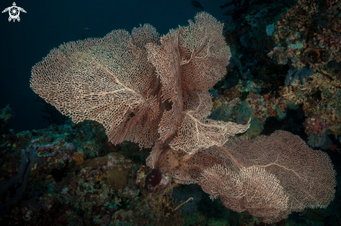 A Beautiful Gorgonian (Sea Fan)