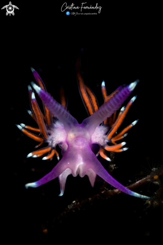A Flabellina affinis | Nudibranch