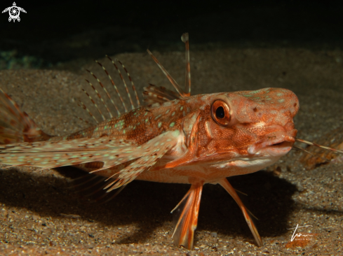 A Flying Gurnard