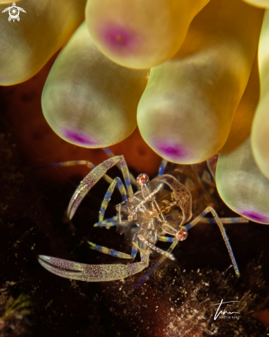 A Anemone Partnershrimp