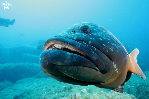 A Epinephelus marginatus | Cernia bruna