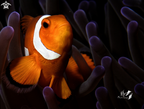 A Amphiprioninae  | Clownfish 
