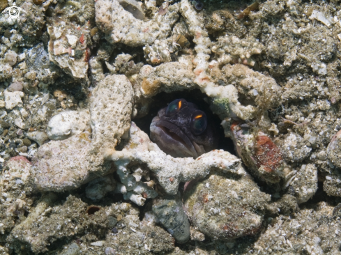 A underwater creature