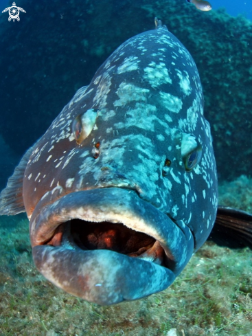 A Cernia bruna