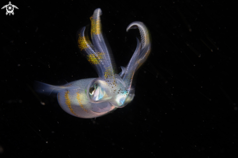 A Bigfin reef squid