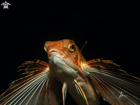 A Dactylopterus volitans | Flying Gurnard