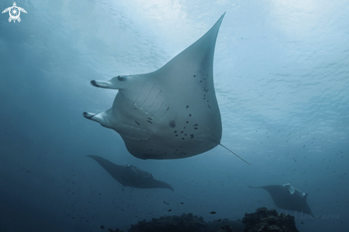 A Manta Ray Cleaning Station