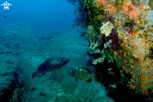 A Epinephelus marginatus | Cernia