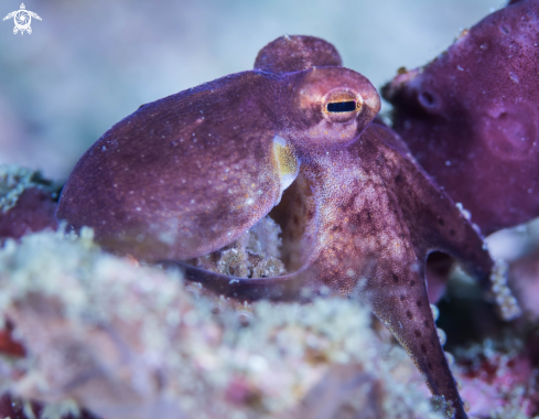 A Blue-ringed octopus 